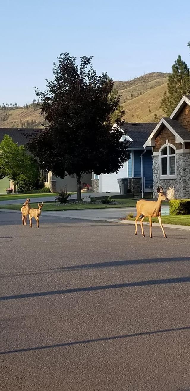 Overlander B&B Kamloops Bagian luar foto